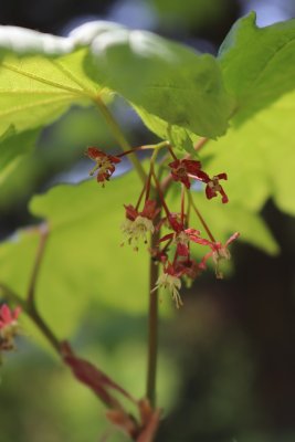 Acer circinatum - javor okrouhlolistý - květ